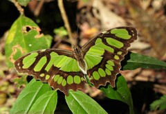 Siproeta stelenes