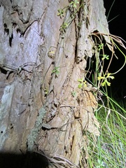 Hydrocotyle paludosa