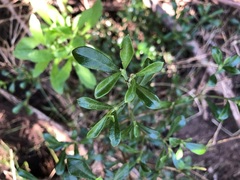 Psychotria daphnoides
