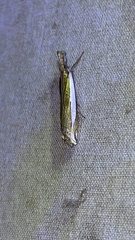Crambus