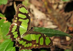 Siproeta stelenes