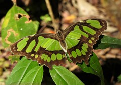 Siproeta stelenes
