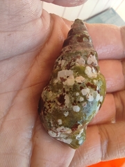 Clibanarius erythropus