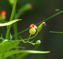 Scrophularia parviflora