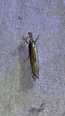 Crambus