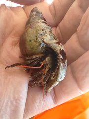 Clibanarius erythropus