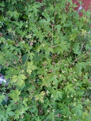 Geranium sibiricum