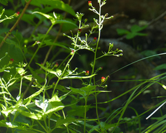 Scrophularia parviflora