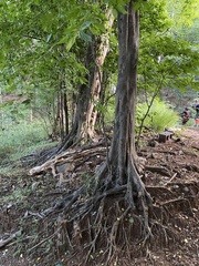 Pteroceltis tatarinowii