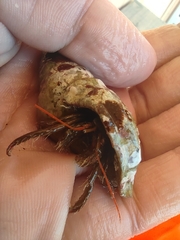 Clibanarius erythropus