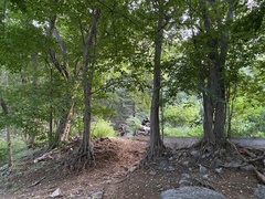 Pteroceltis tatarinowii