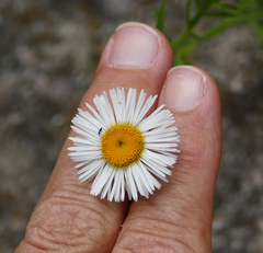 Erigeron neomexicanus
