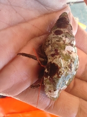 Clibanarius erythropus