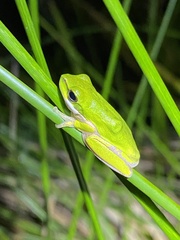 Litoria fallax