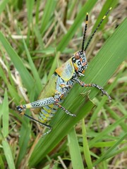 Zonocerus variegatus