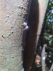 Camponotus kiusiuensis