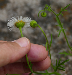 Erigeron neomexicanus