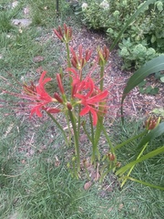 Lycoris radiata