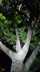 Elaeocarpus zollingeri