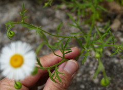 Erigeron neomexicanus