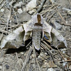 Smerinthus ocellata