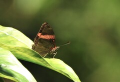 Adelpha lycorias