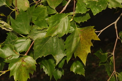 Platanus × hispanica