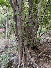 Pteroceltis tatarinowii