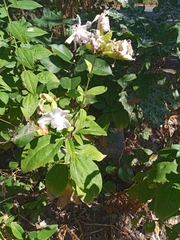 Saponaria officinalis