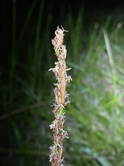 Machaerina rubiginosa