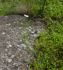 Erigeron neomexicanus