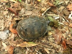 Terrapene carolina triunguis
