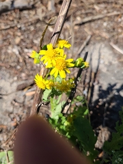 Senecioninae
