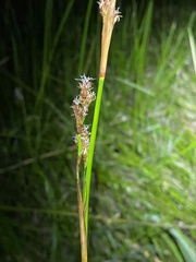 Machaerina rubiginosa