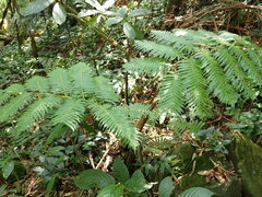 Sphaeropteris lepifera