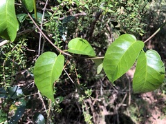 Cynanchum bowmanii