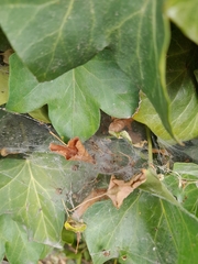 Allagelena gracilens