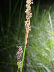 Machaerina rubiginosa