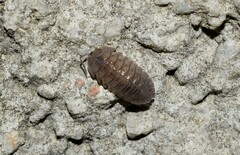 Armadillidium peraccae