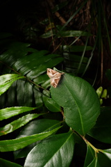 Hypena varialis