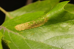 Phyllonorycter platani