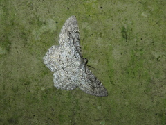 Epimecis