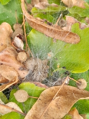 Allagelena gracilens