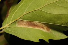 Phyllonorycter platani