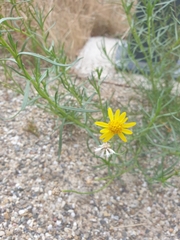 Senecio inaequidens