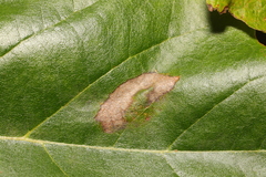 Phyllonorycter platani