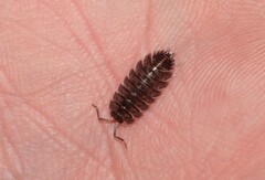 Porcellio obsoletus