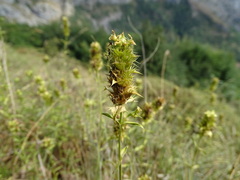 Sideritis hyssopifolia