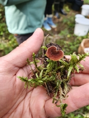 Auriscalpium vulgare