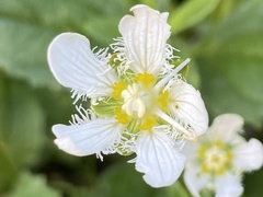 Parnassia fimbriata
